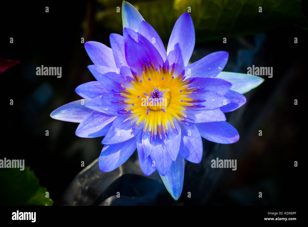 Violet Lotus Flower Closeup Stock Photo Alamy