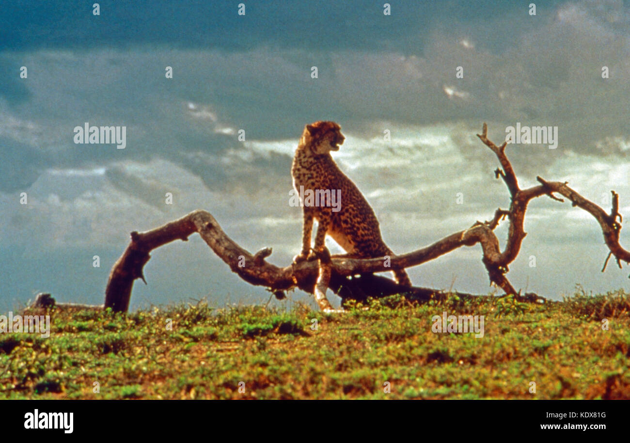 Cheetah, aka: Abenteuer in Kenia, USA 1989, Regie: Jeff Blyth, Szenenfoto Stock Photo