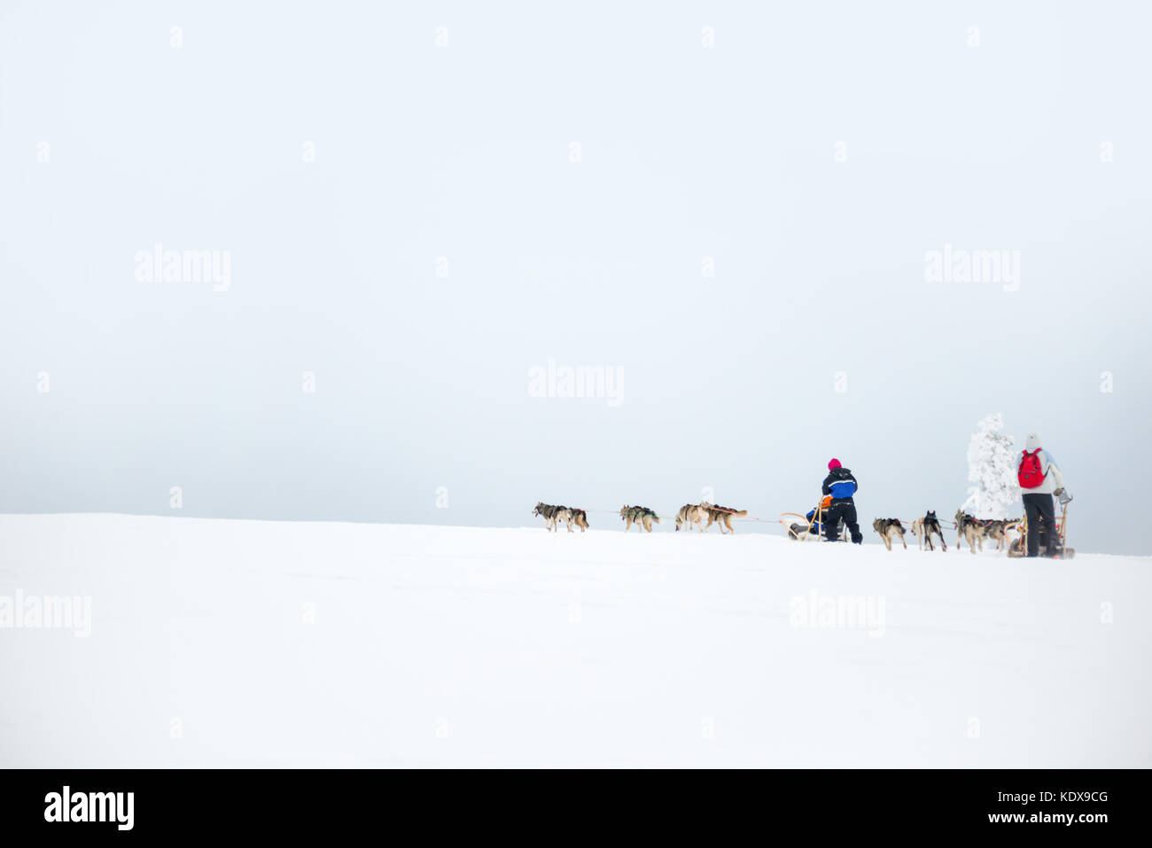 Husky dog sledding in Lapland, Finland Stock Photo