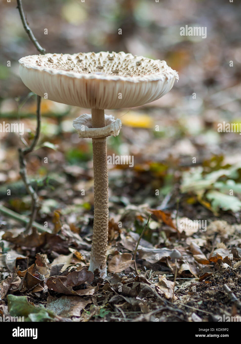Closeup of single edible parasol mushroom or macrolepiota procera