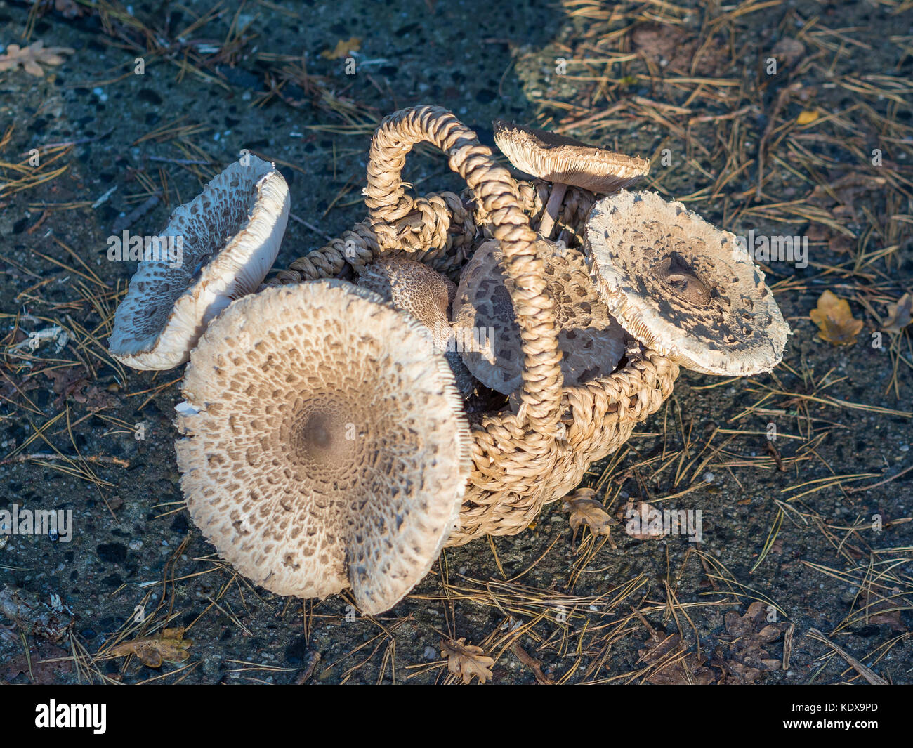 Closeup of collected edible parasol mushrooms or macrolepiota procera outdoors in basket, Berlin, Germany Stock Photo