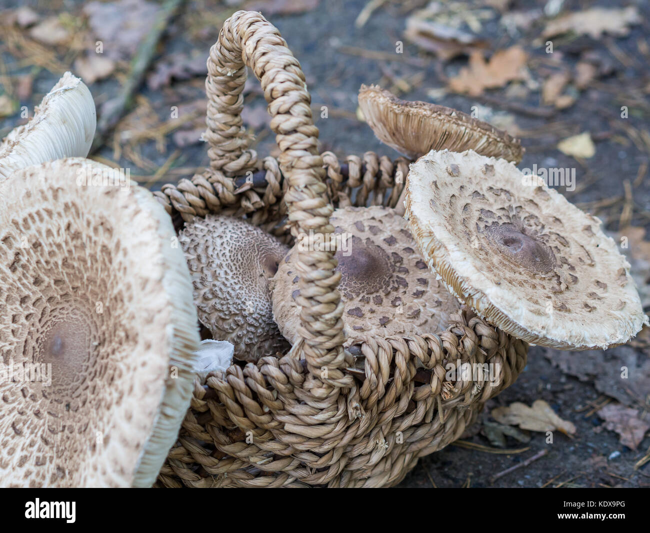 Closeup of collected edible parasol mushrooms or macrolepiota procera outdoors in basket, Berlin, Germany Stock Photo