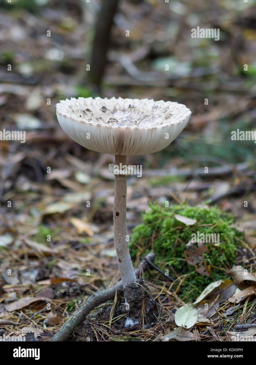 Closeup of single edible parasol mushroom or macrolepiota procera growing on forest ground, Berlin, Germany Stock Photo