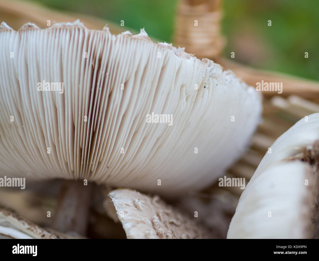 Closeup of collected edible parasol mushrooms or macrolepiota procera outdoors in basket, Berlin, Germany Stock Photo
