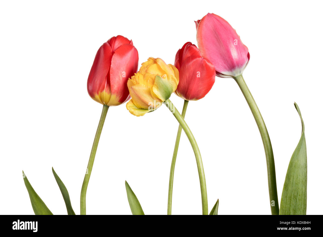 Isolated tulips on a white background Stock Photo - Alamy