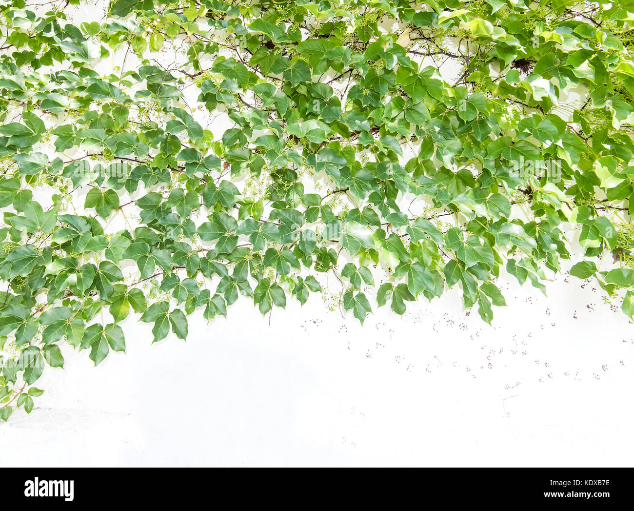 ivy leaves isolated on a white background Stock Photo - Alamy