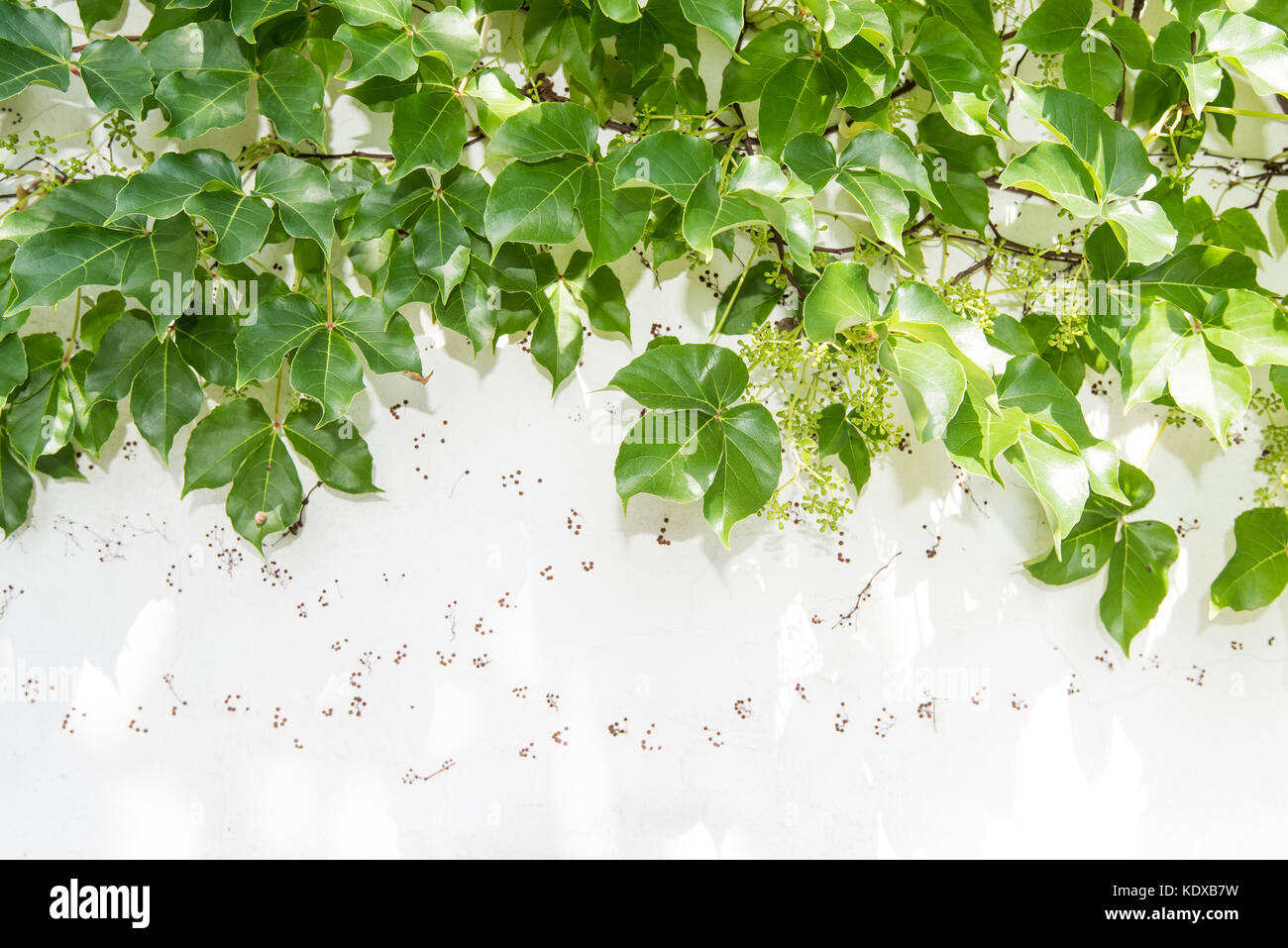 ivy leaves isolated on a white background Stock Photo - Alamy