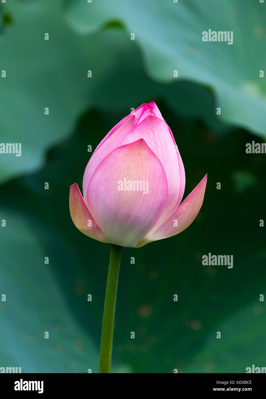 Lotus flower and Lotus flower plants Stock Photo Alamy