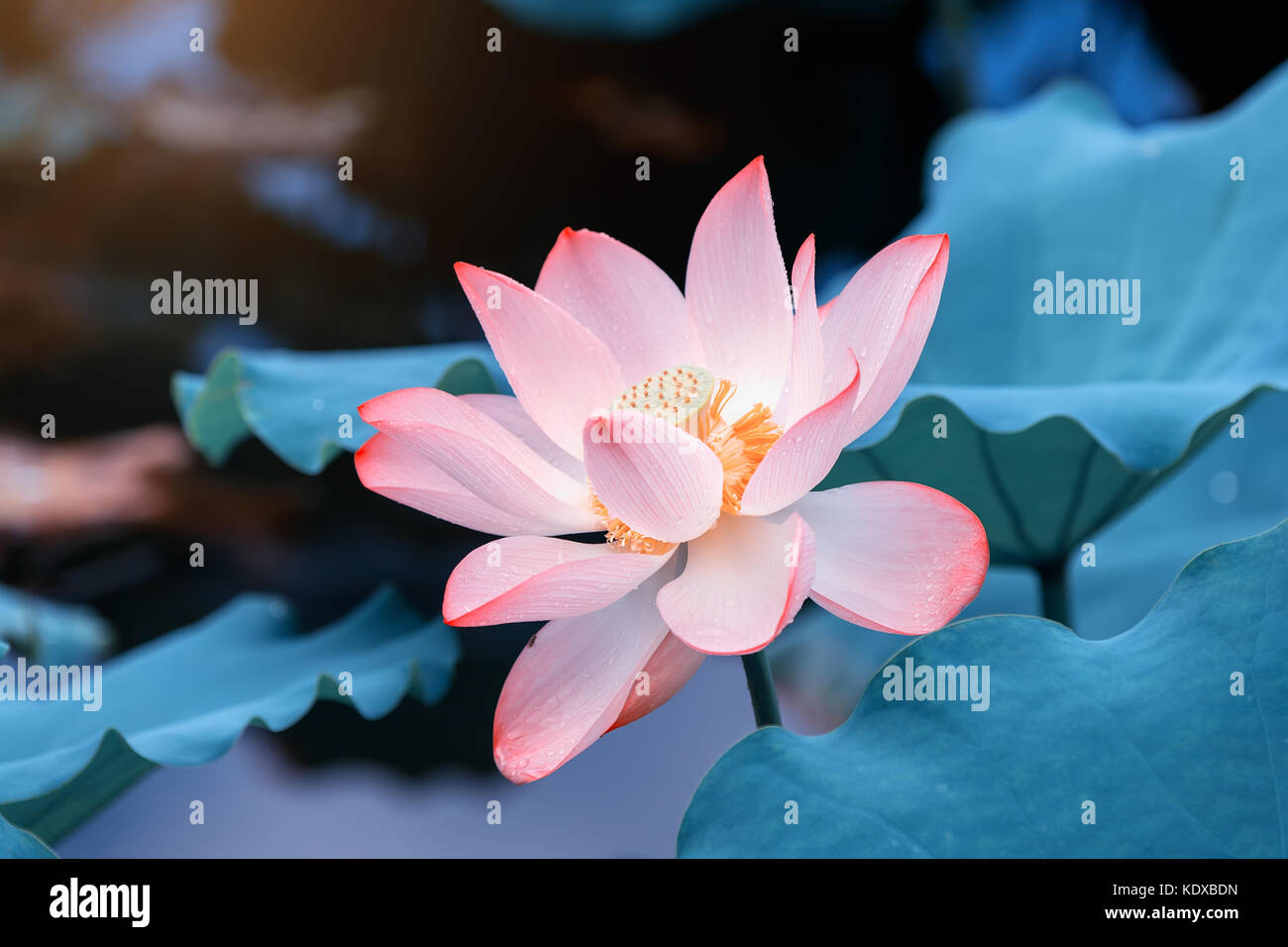 Lotus flower and Lotus flower plants Stock Photo Alamy