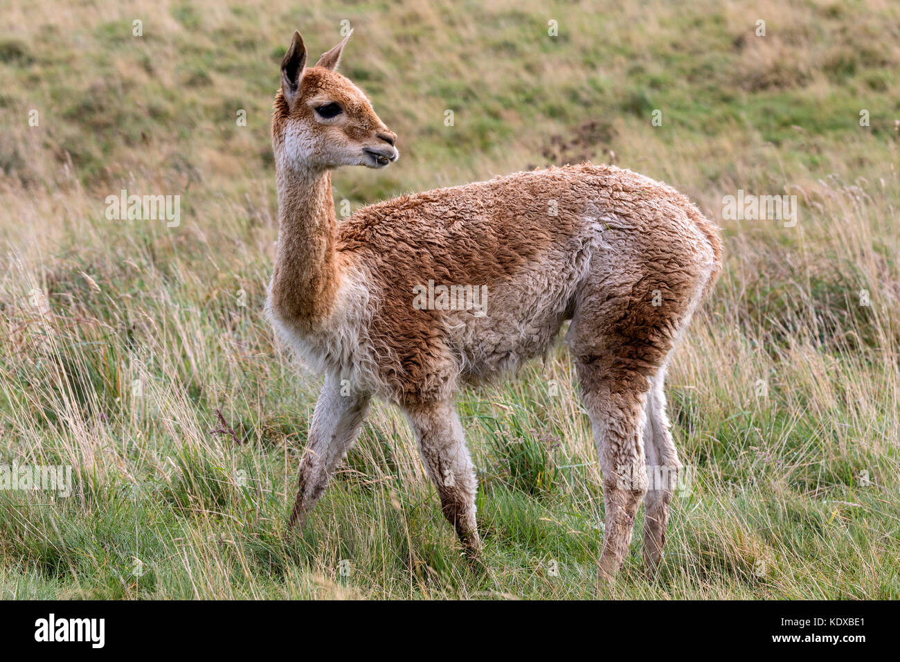 Vicuna in Patagonia in southern Chile. The vicuna is a wild relative of the llama, inhabiting mountainous regions of South America. Stock Photo
