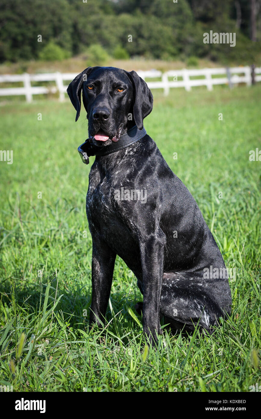 German Shorthaired pointer sitting in a grass yard Stock Photo