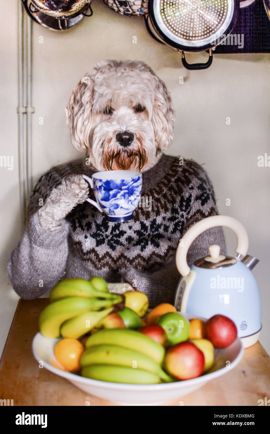A cute cockapoo dog drinking a cup of tea like an old man in a woollen jumper sitting in his kitchen Stock Photo