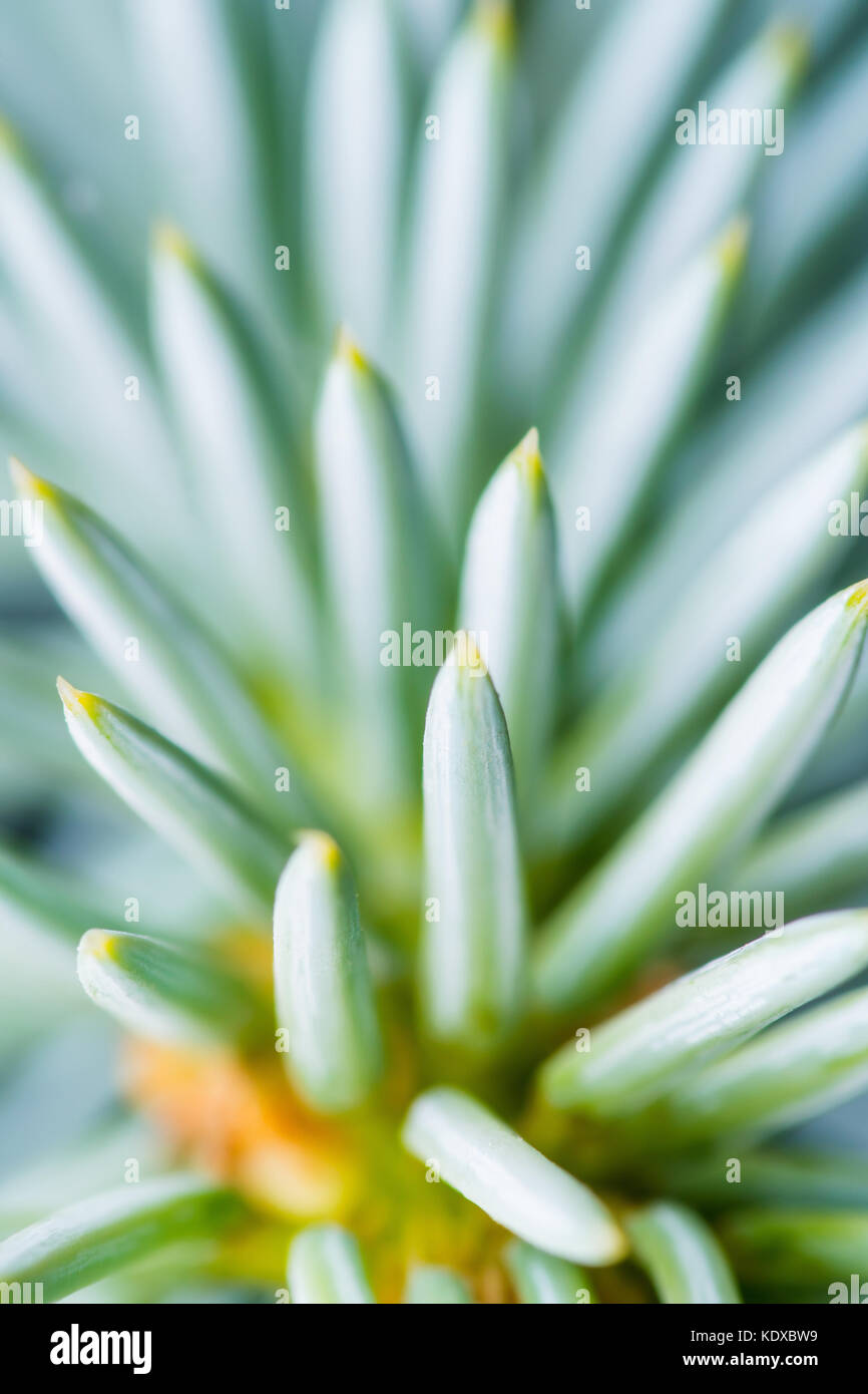 Fir or Spruce Spikes on Twig Close-up Stock Photo