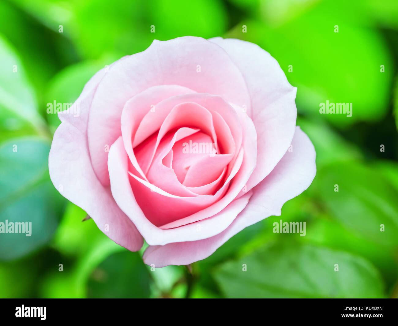 Pink Rose Flower on Natural Background Stock Photo - Alamy