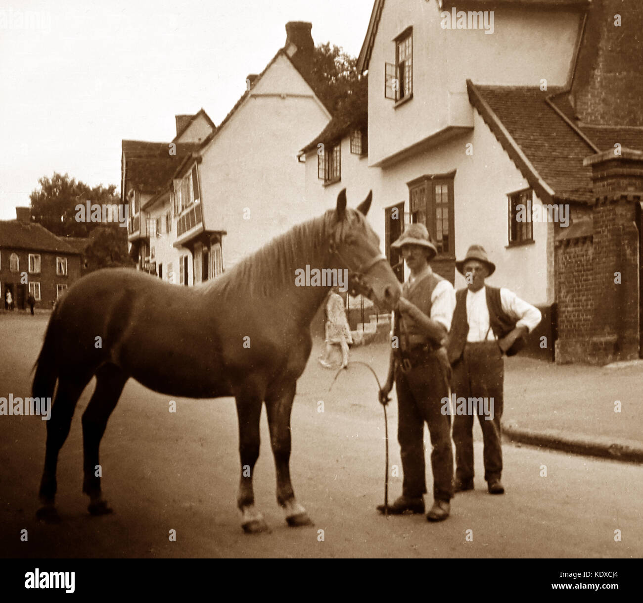 A Suffolk Punch, early 1900s Stock Photo