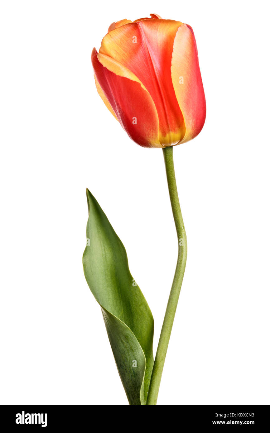 Singlel Tulip Isolated On A White Background Stock Photo Alamy singlel-tulip-isolated-on-a-white-background-stock-photo-alamy