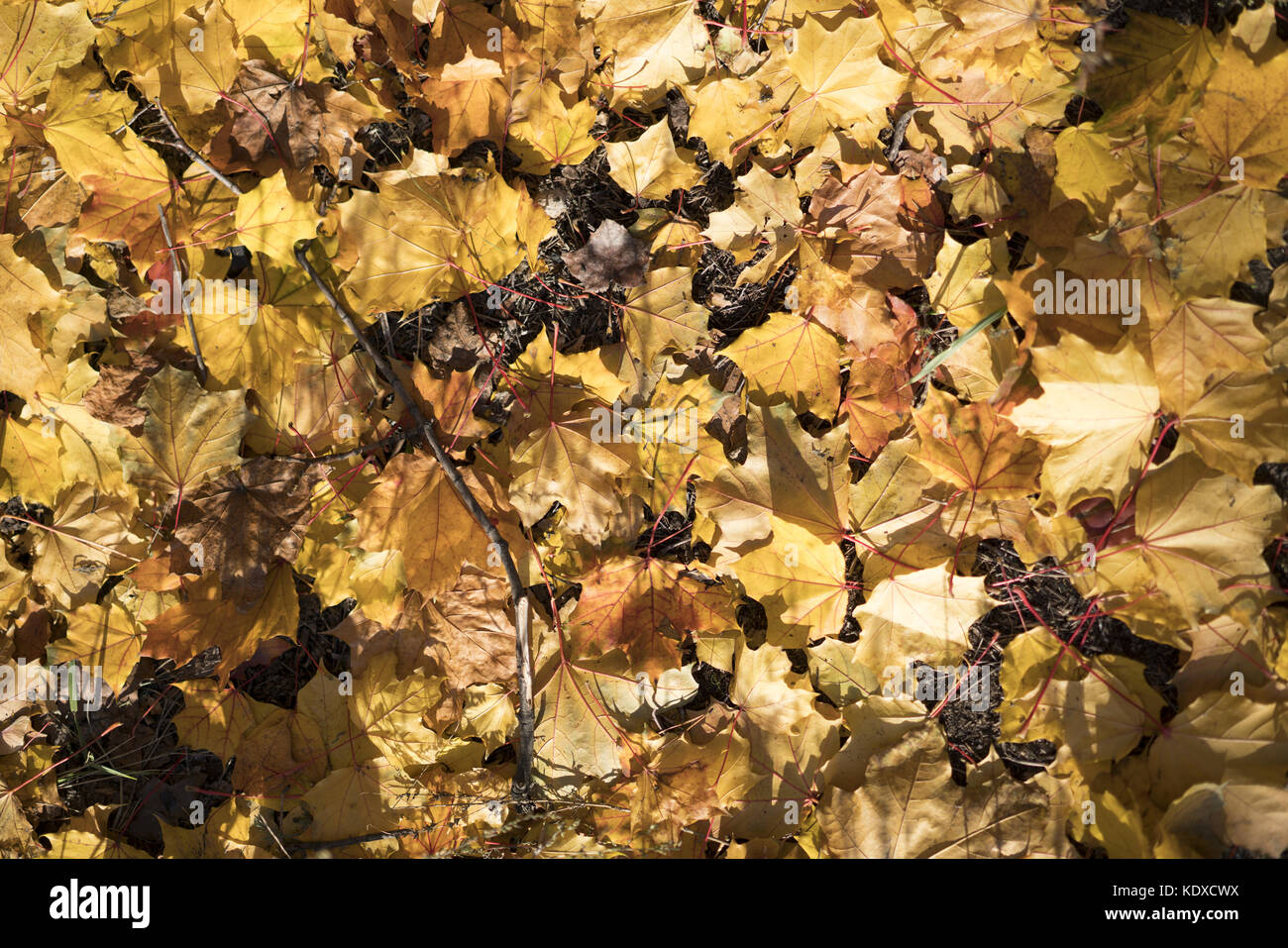 Carpet dry oak leaves hi-res stock photography and images - Alamy