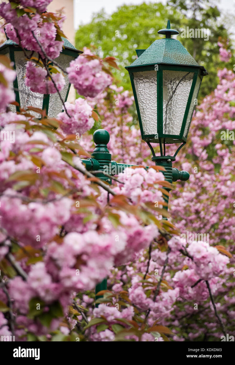green lantern among cherry blossom. delicate pink flowers blossom of sakura tree Stock Photo
