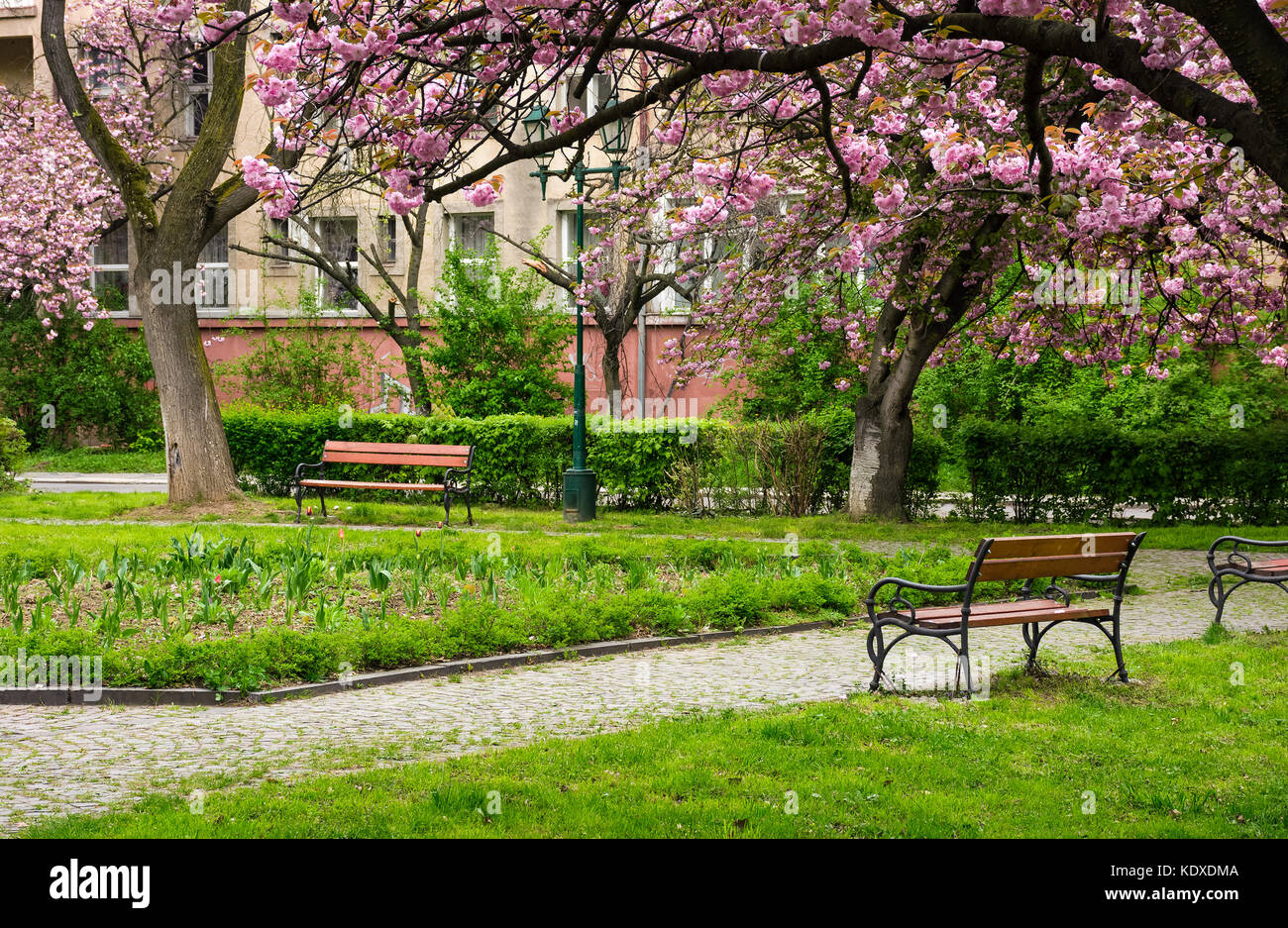 beautiful springtime background. Pink Sakura trees behind the wooden bench in blossoming city park Stock Photo