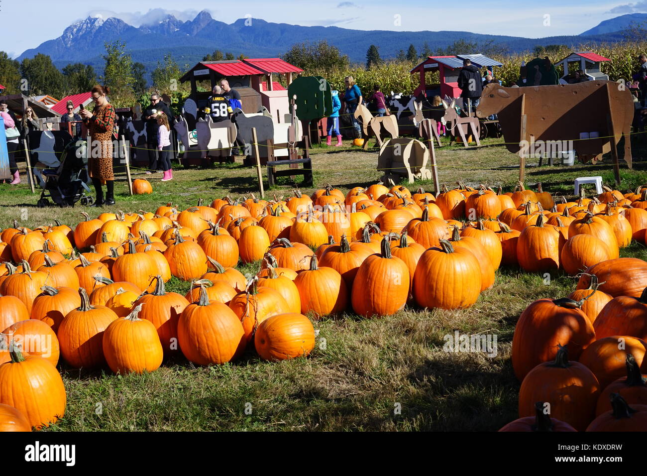 Pumpkin patch. Halloween anticipation. Stock Photo