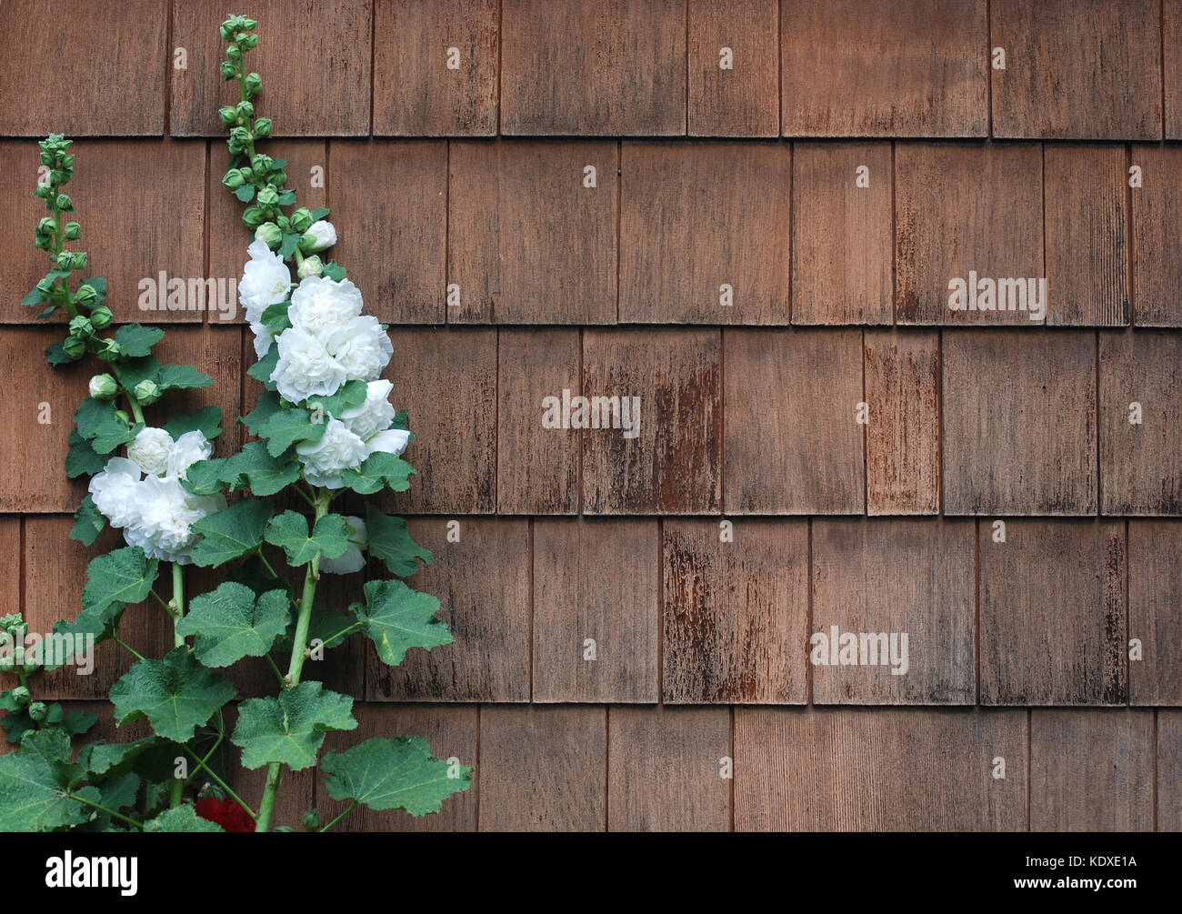 White Hollyhocks High Resolution Stock Photography and Images - Alamy