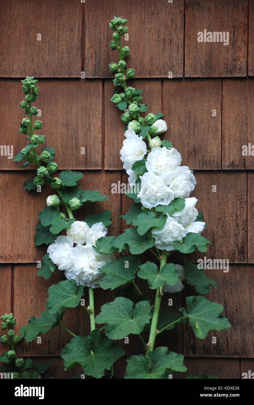 Plants flowers hollyhock flower hi-res stock photography and images - Alamy