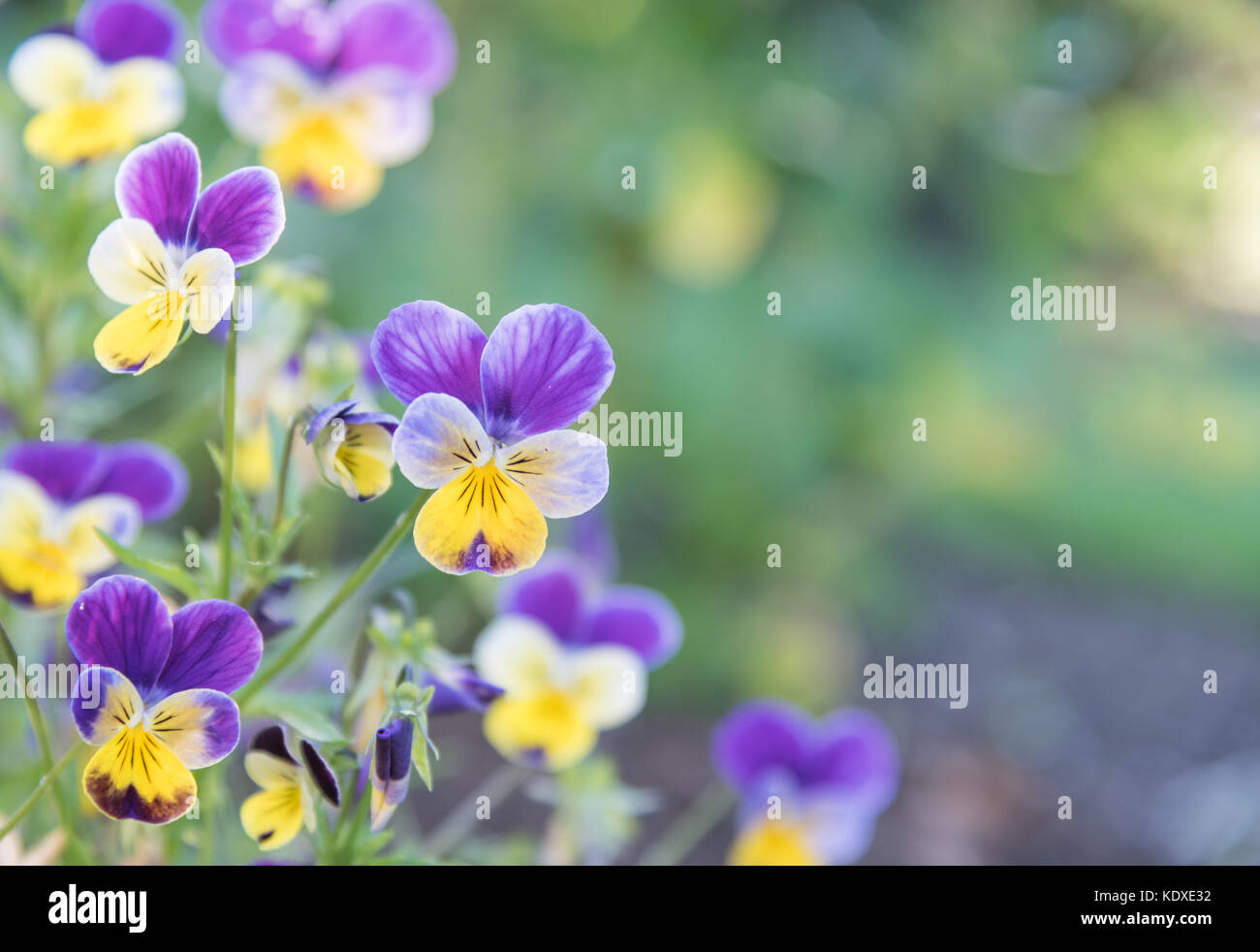 Purple and Yellow Johnny Jump-Ups (Violas) with green background Stock Photo