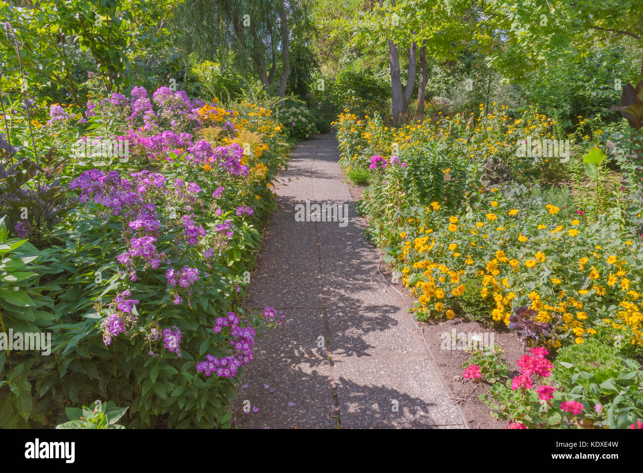 Garden path lined with bright pink and yellow flowers Stock Photo