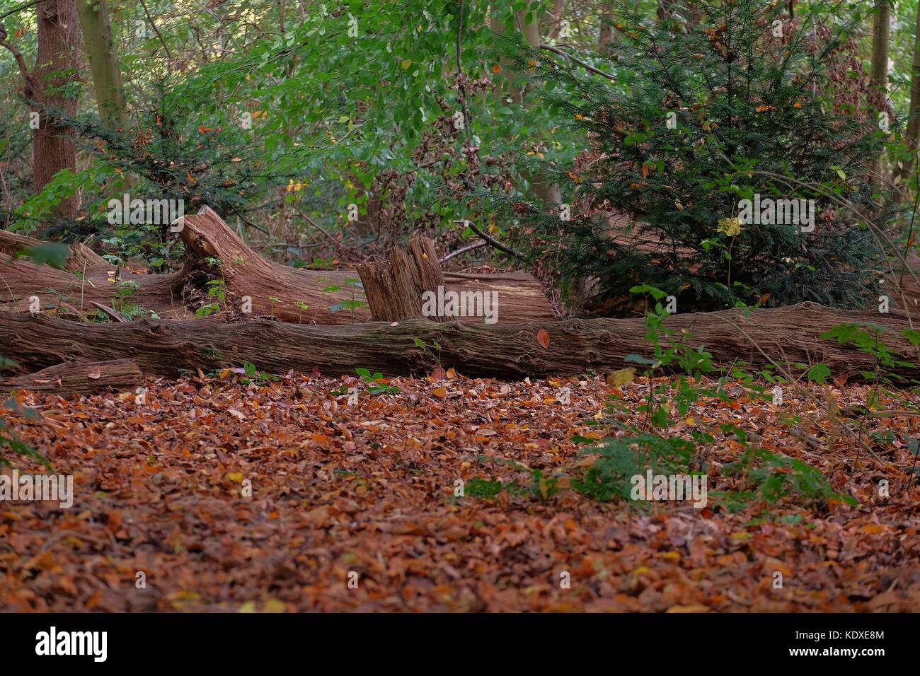 fallen tree in the forest Stock Photo - Alamy