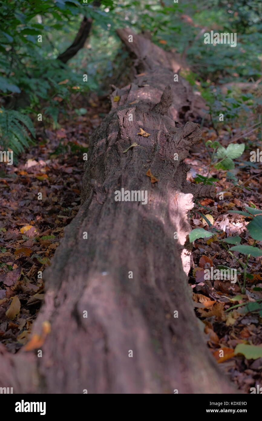 fallen tree in the forest Stock Photo - Alamy