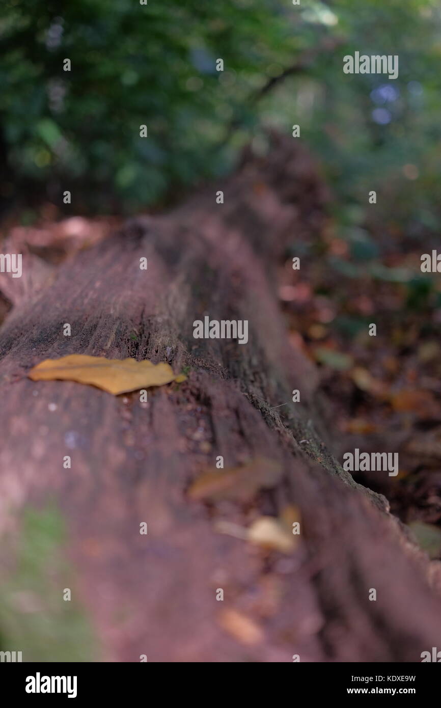 fallen tree in the forest Stock Photo - Alamy