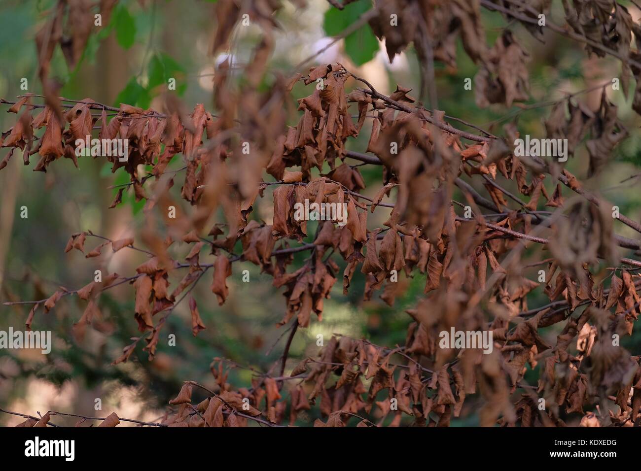 autumn leaves on tree branch Stock Photo - Alamy