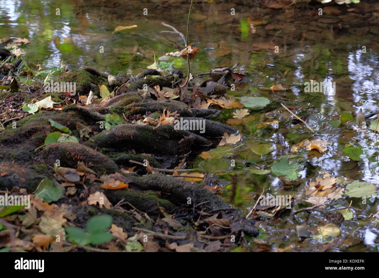 tree roots into the riv er and reflecting trees Stock Photo - Alamy