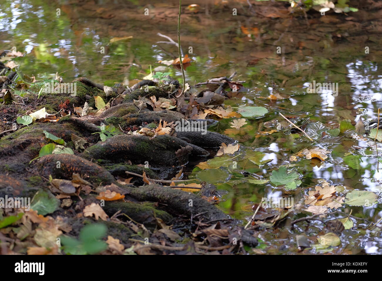 tree roots into the riv er and reflecting trees Stock Photo - Alamy