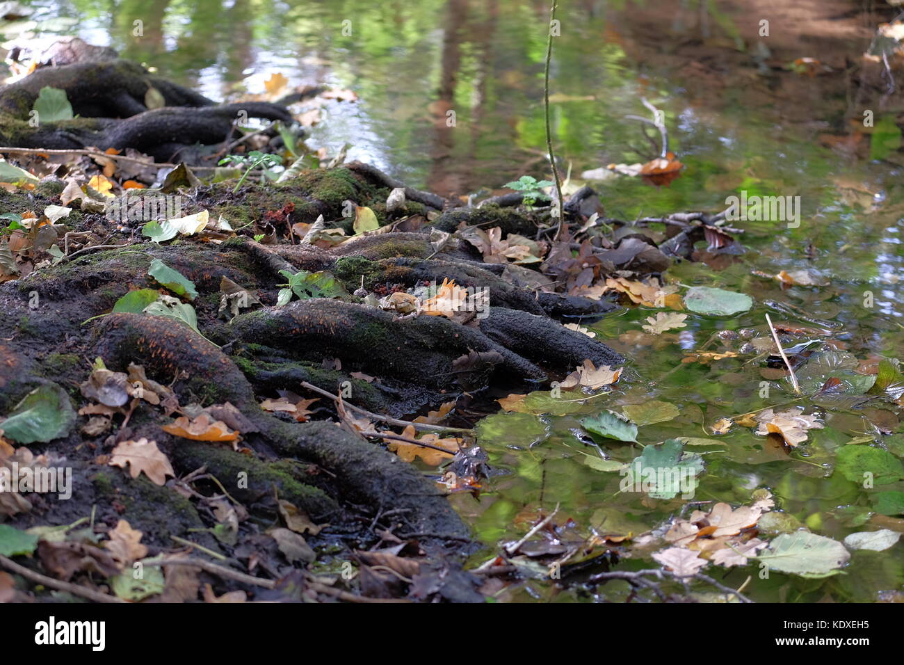 tree roots into the riv er and reflecting trees Stock Photo - Alamy