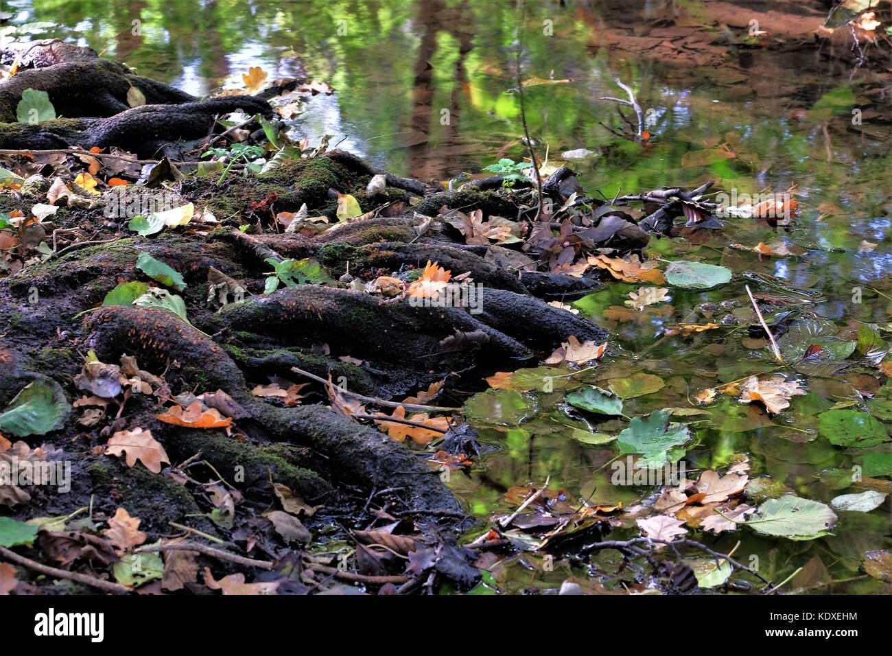 tree roots into the riv er and reflecting trees Stock Photo - Alamy
