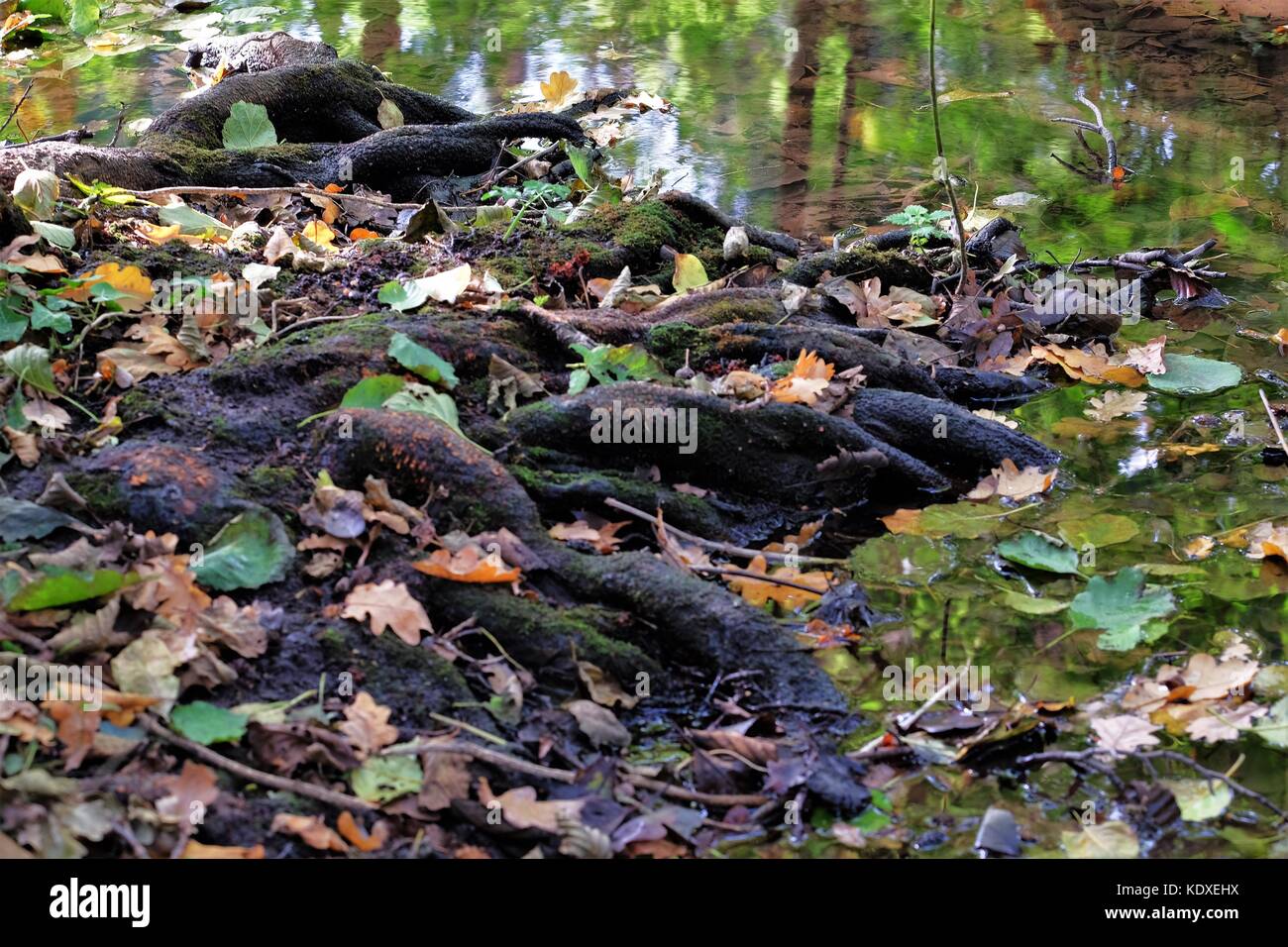 tree roots into the riv er and reflecting trees Stock Photo - Alamy