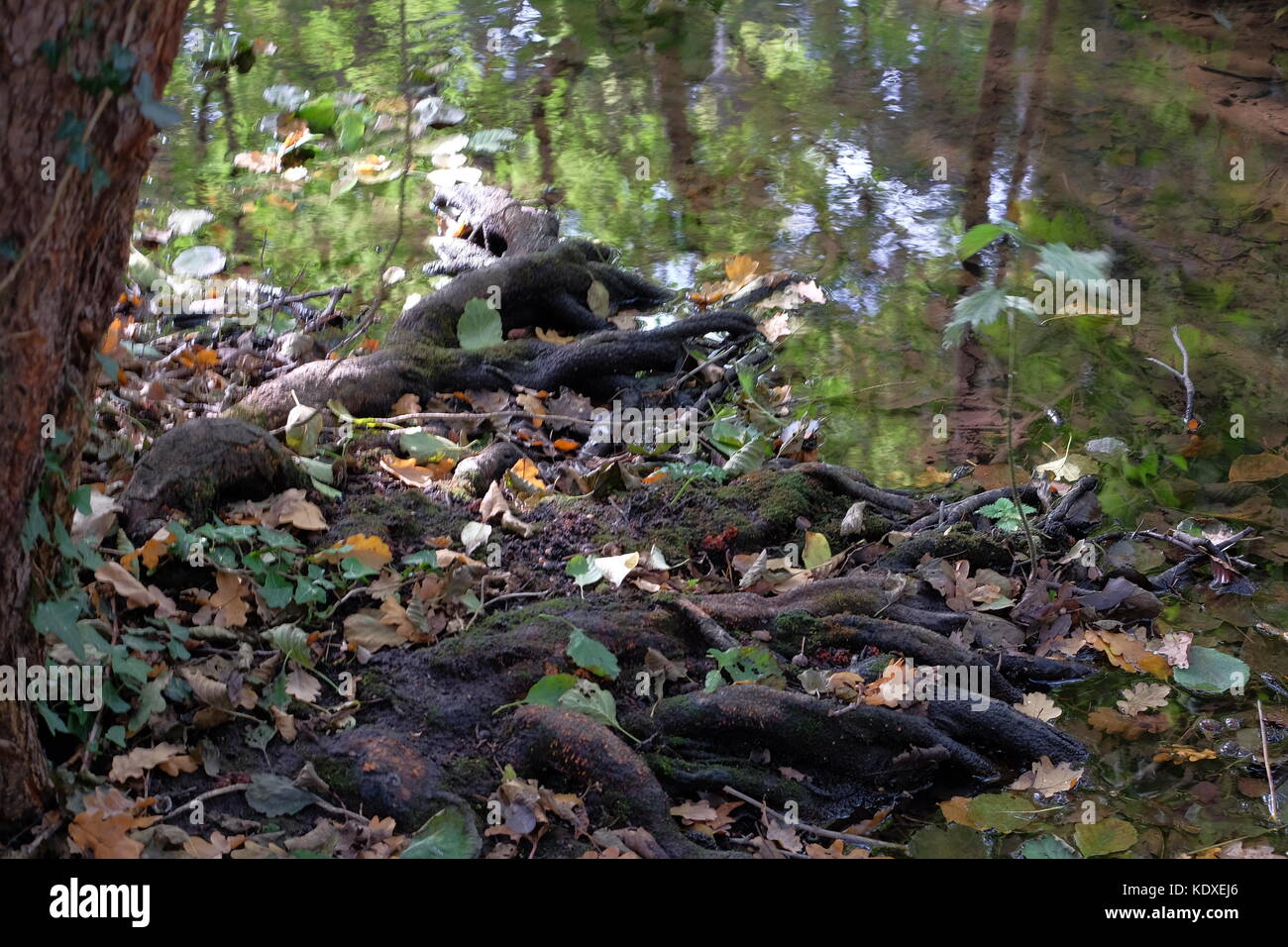 tree roots into the riv er and reflecting trees Stock Photo - Alamy