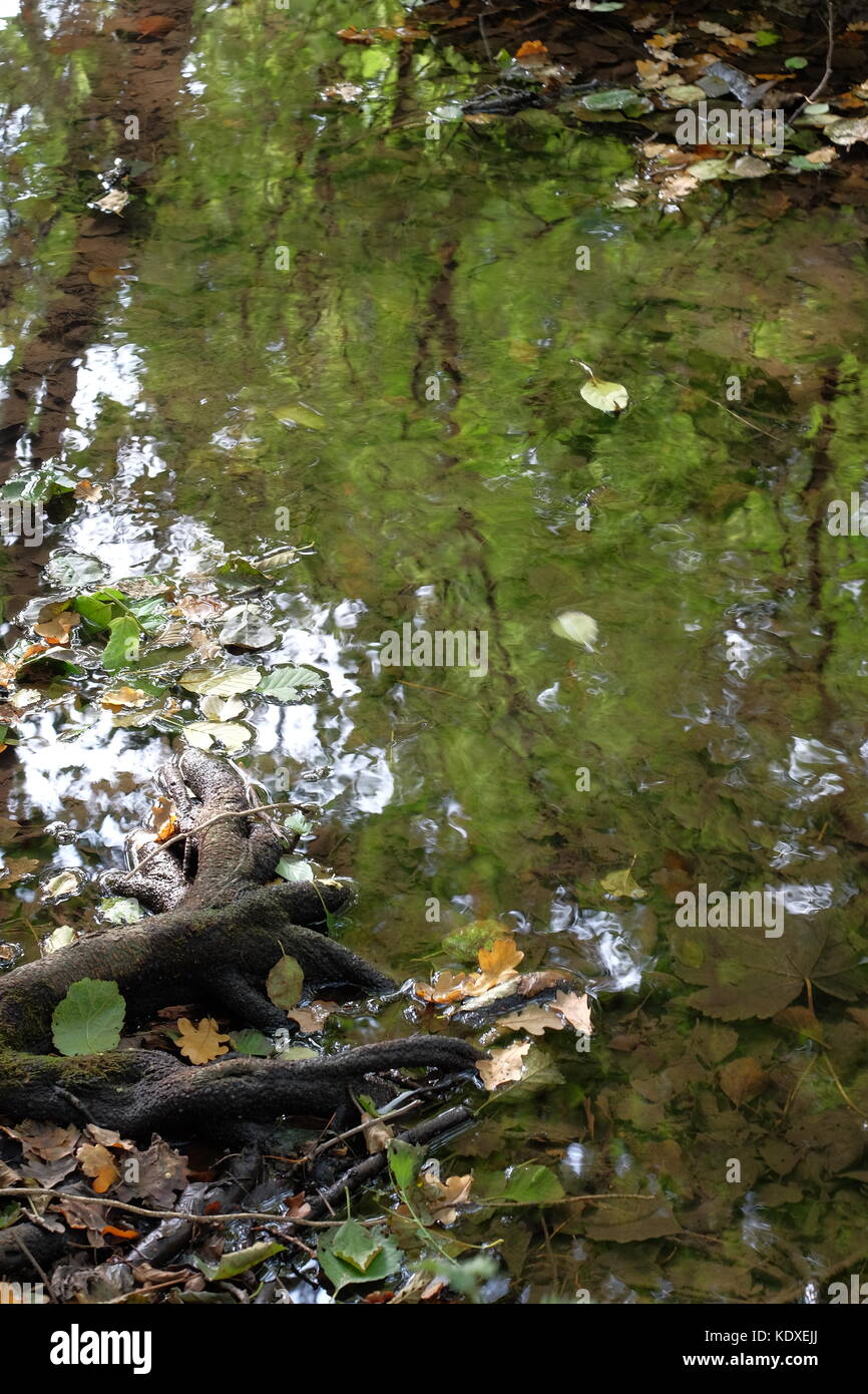 tree roots into the riv er and reflecting trees Stock Photo - Alamy
