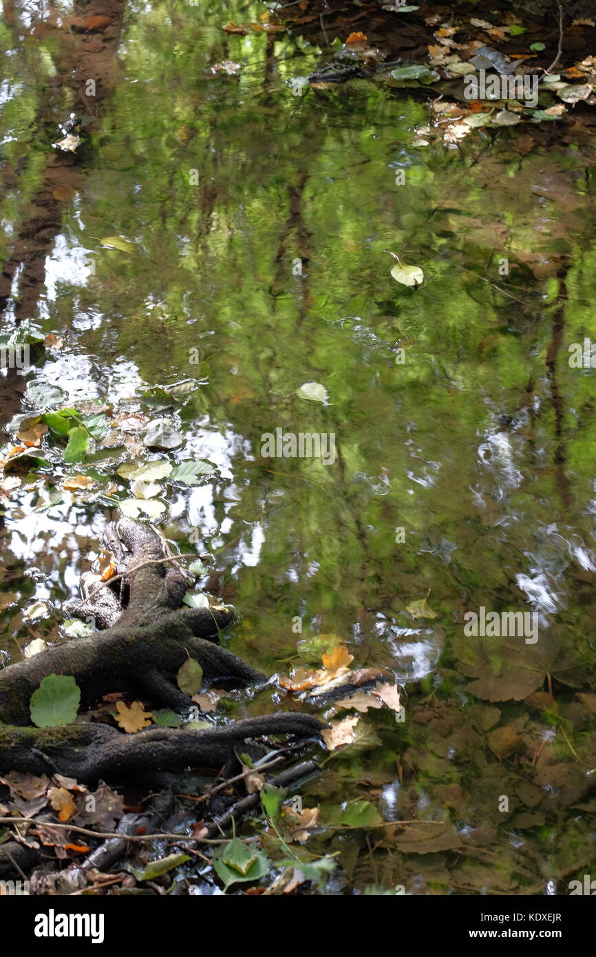 tree roots into the riv er and reflecting trees Stock Photo - Alamy