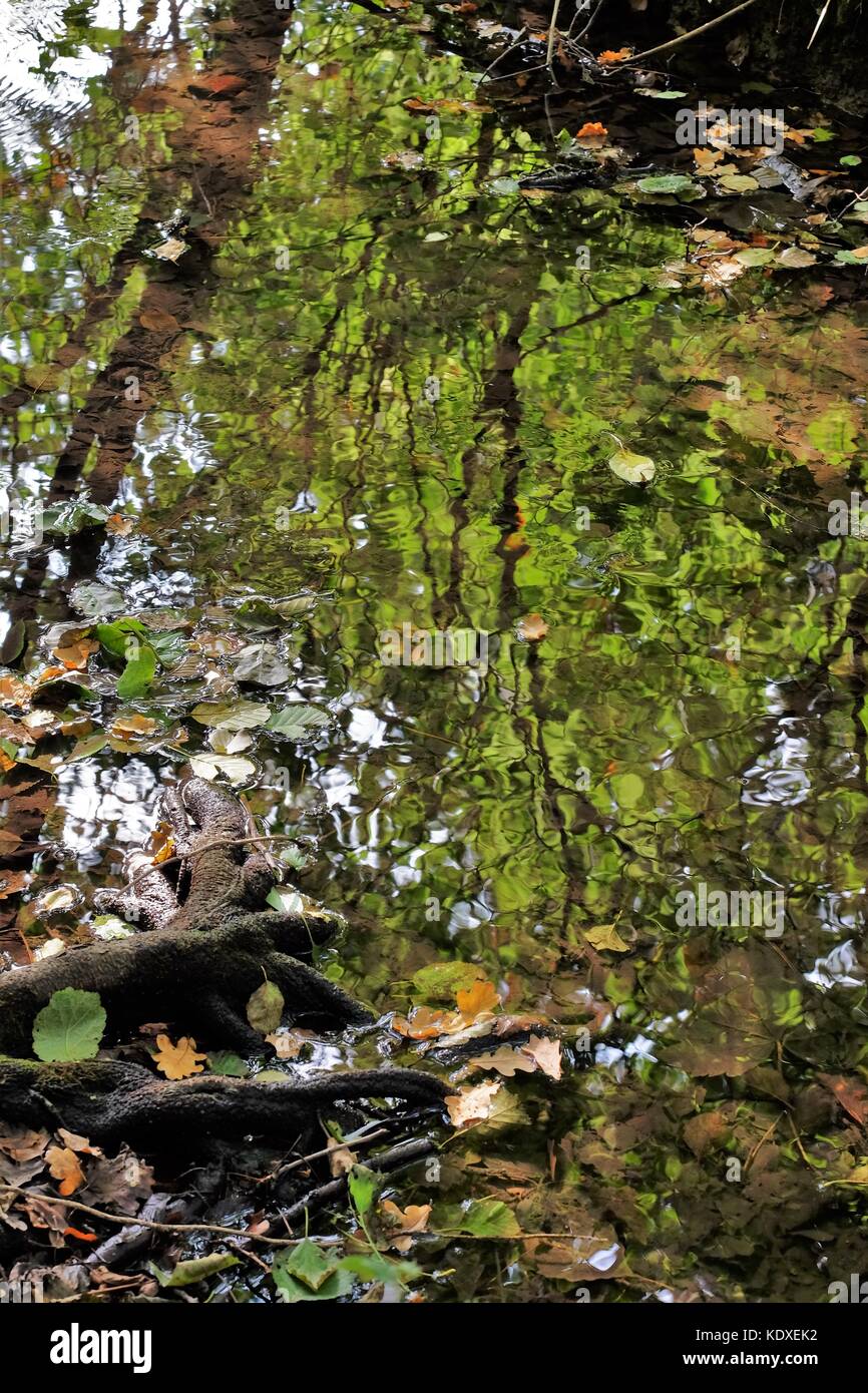 tree roots into the riv er and reflecting trees Stock Photo - Alamy