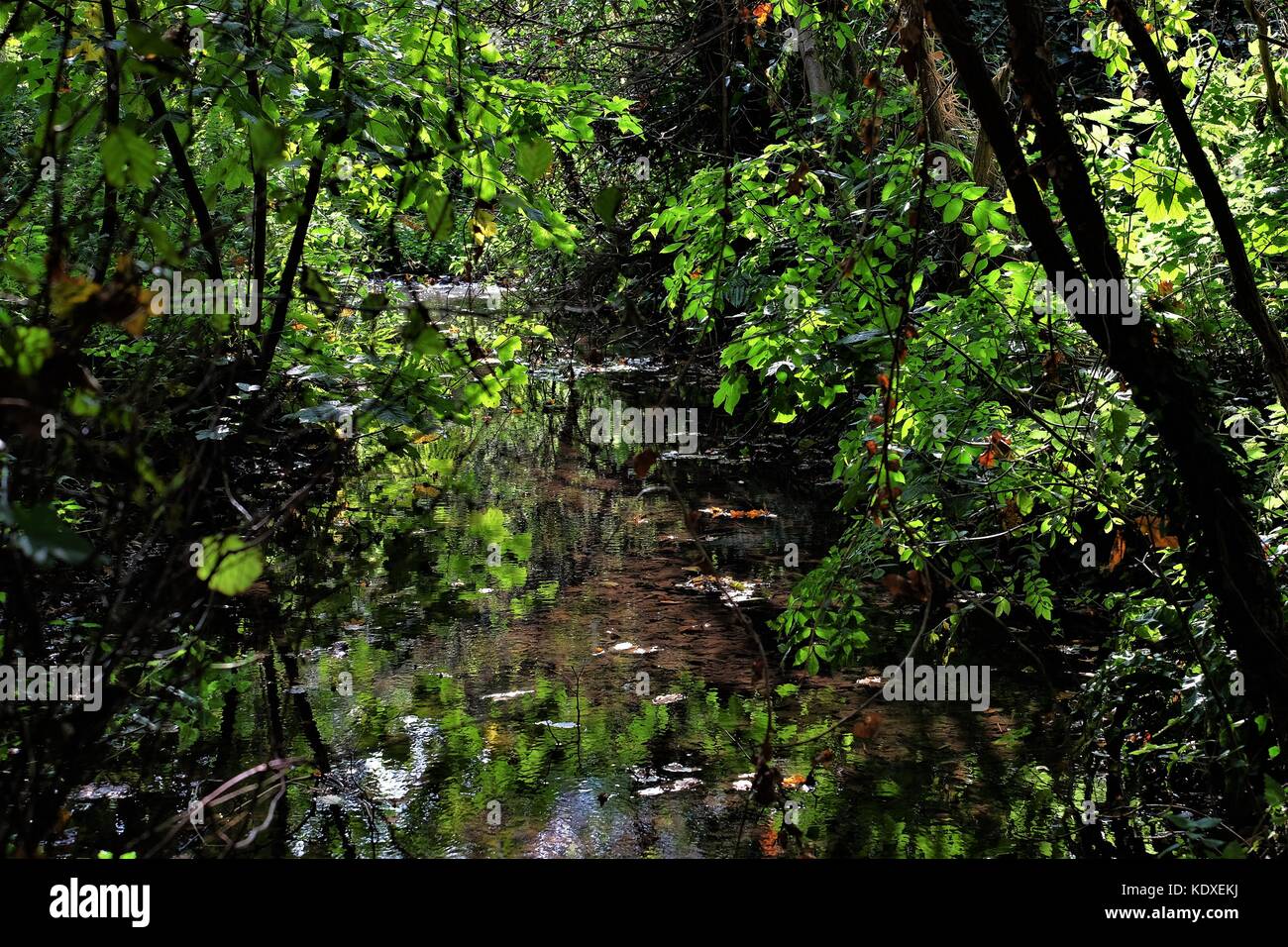 tree roots into the riv er and reflecting trees Stock Photo - Alamy