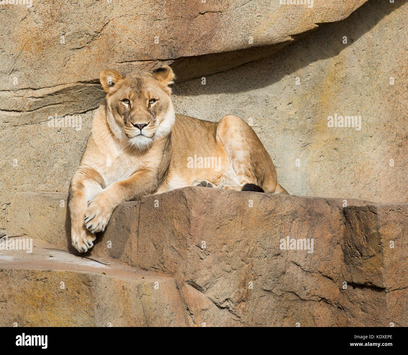 African lioness (Panthera leo) Stock Photo