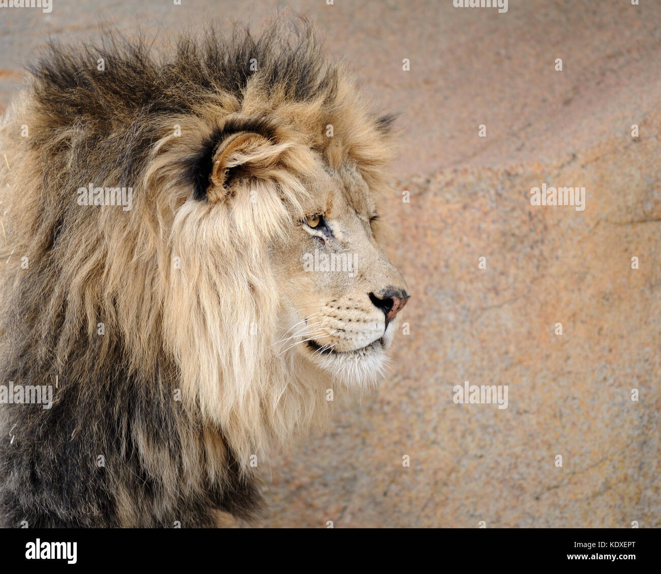 Male African lion (Panthera leo) profile portrait Stock Photo - Alamy