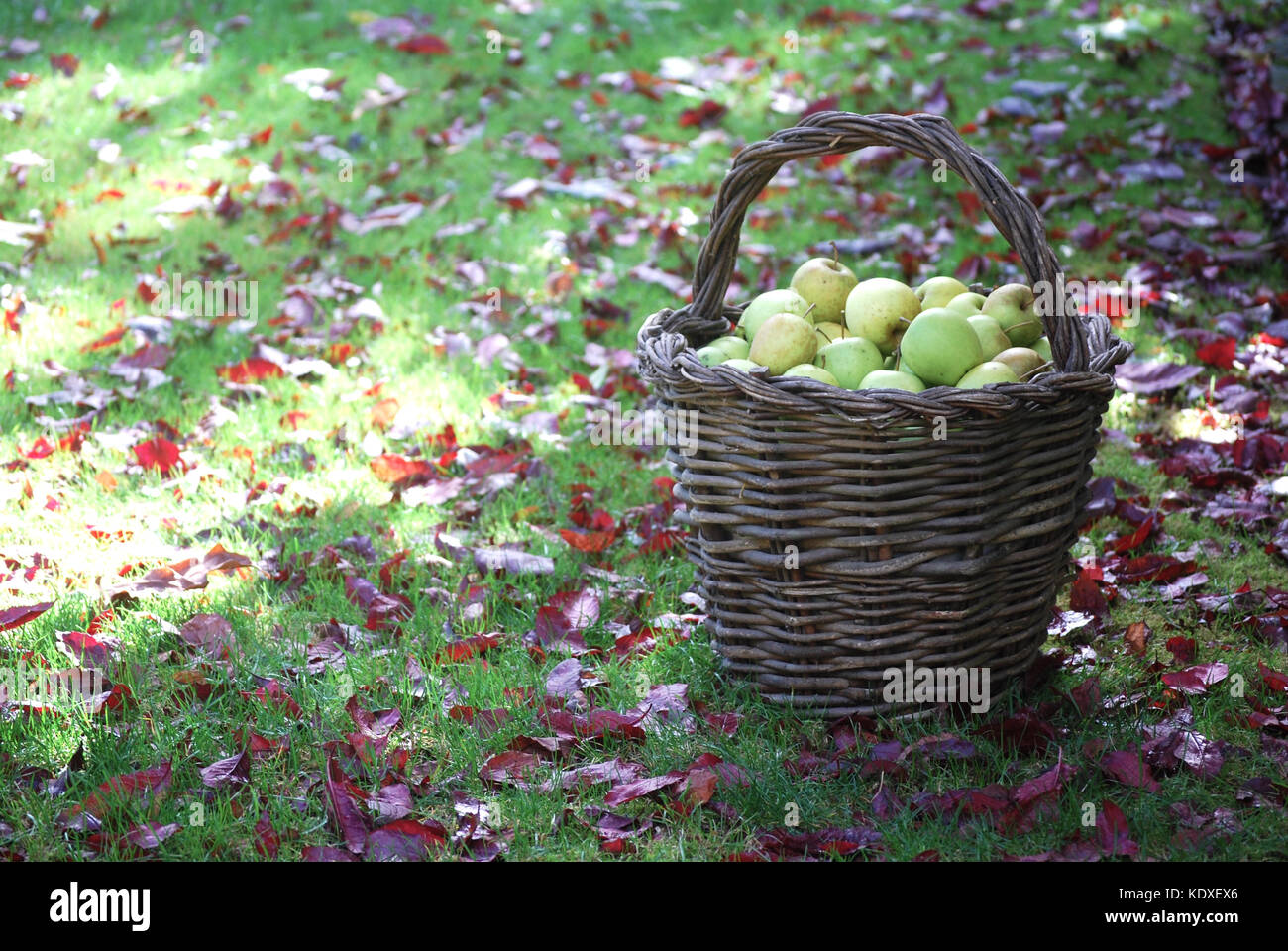 Basket filled with freshly picked Apples Stock Photo