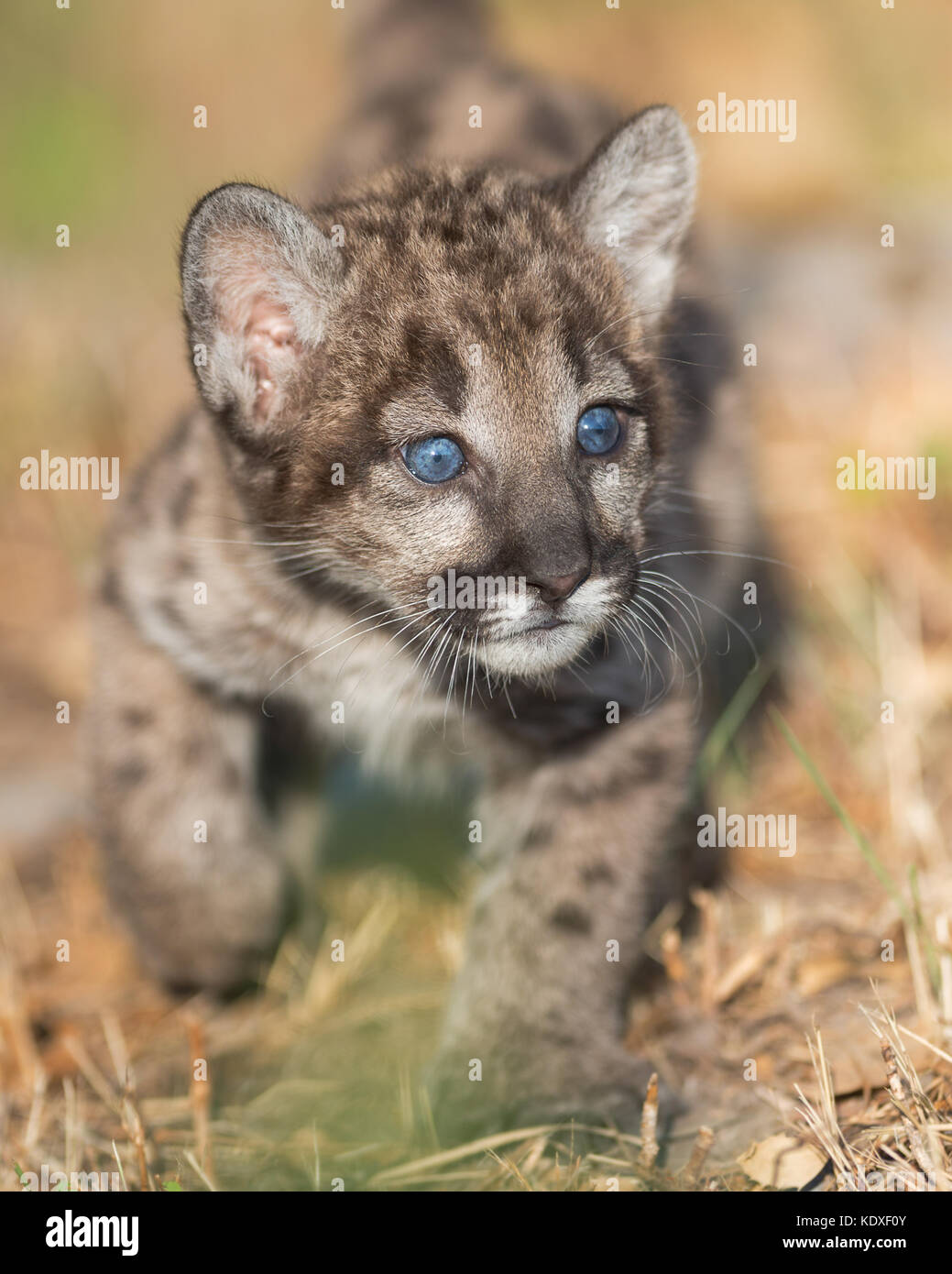 Baby puma nagel cheap