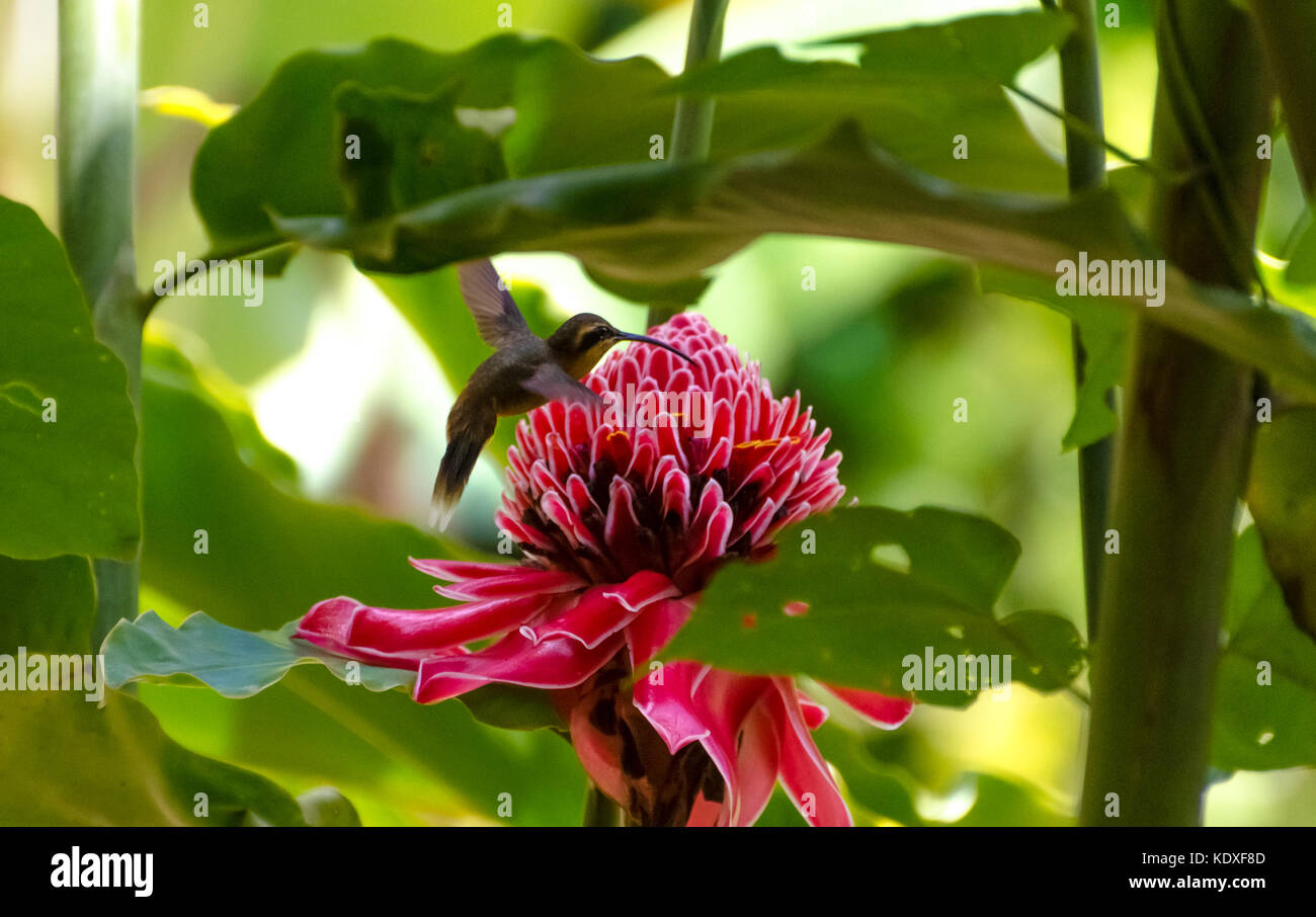 Little Hermit Hummingbird - Phaethornis longuemareus - with blurred wings feeding on the Hawaiian Torch Ginger in the Northern Range of Trinidad. Stock Photo