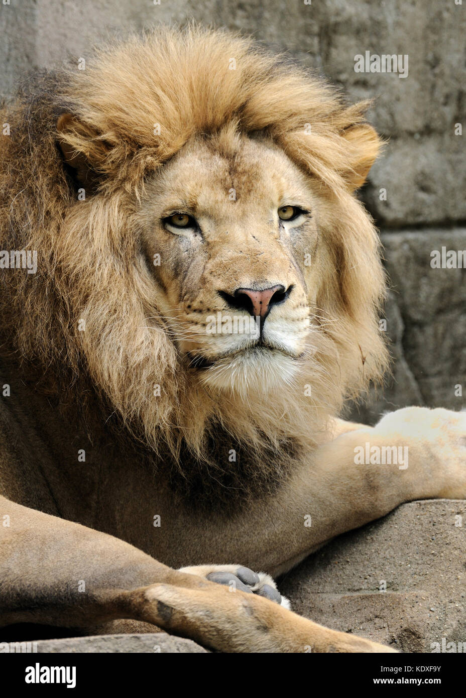 African lion mane vertical hi-res stock photography and images - Alamy