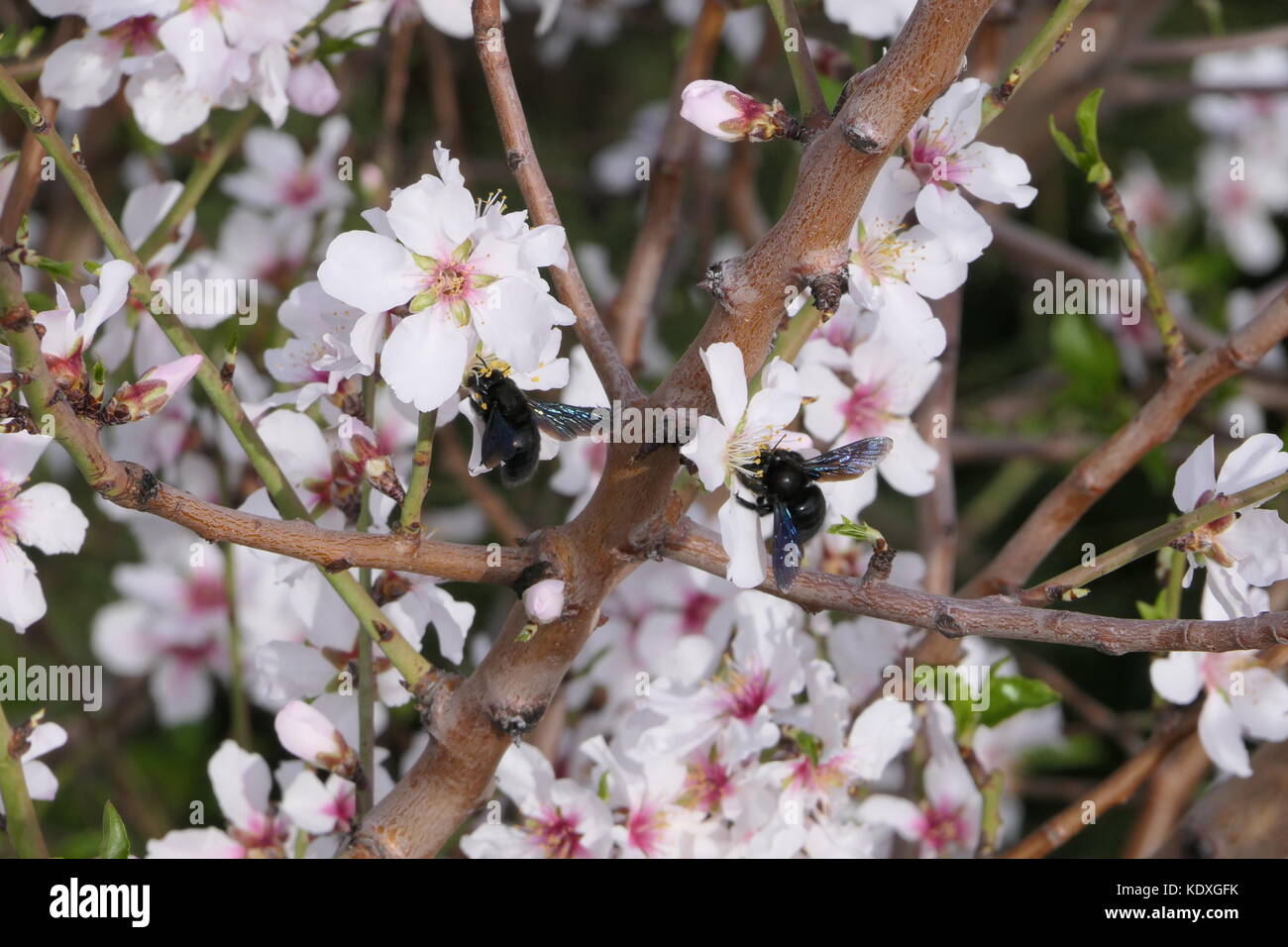 Black carpenter bees flying and white almond tree flowers Stock Photo
