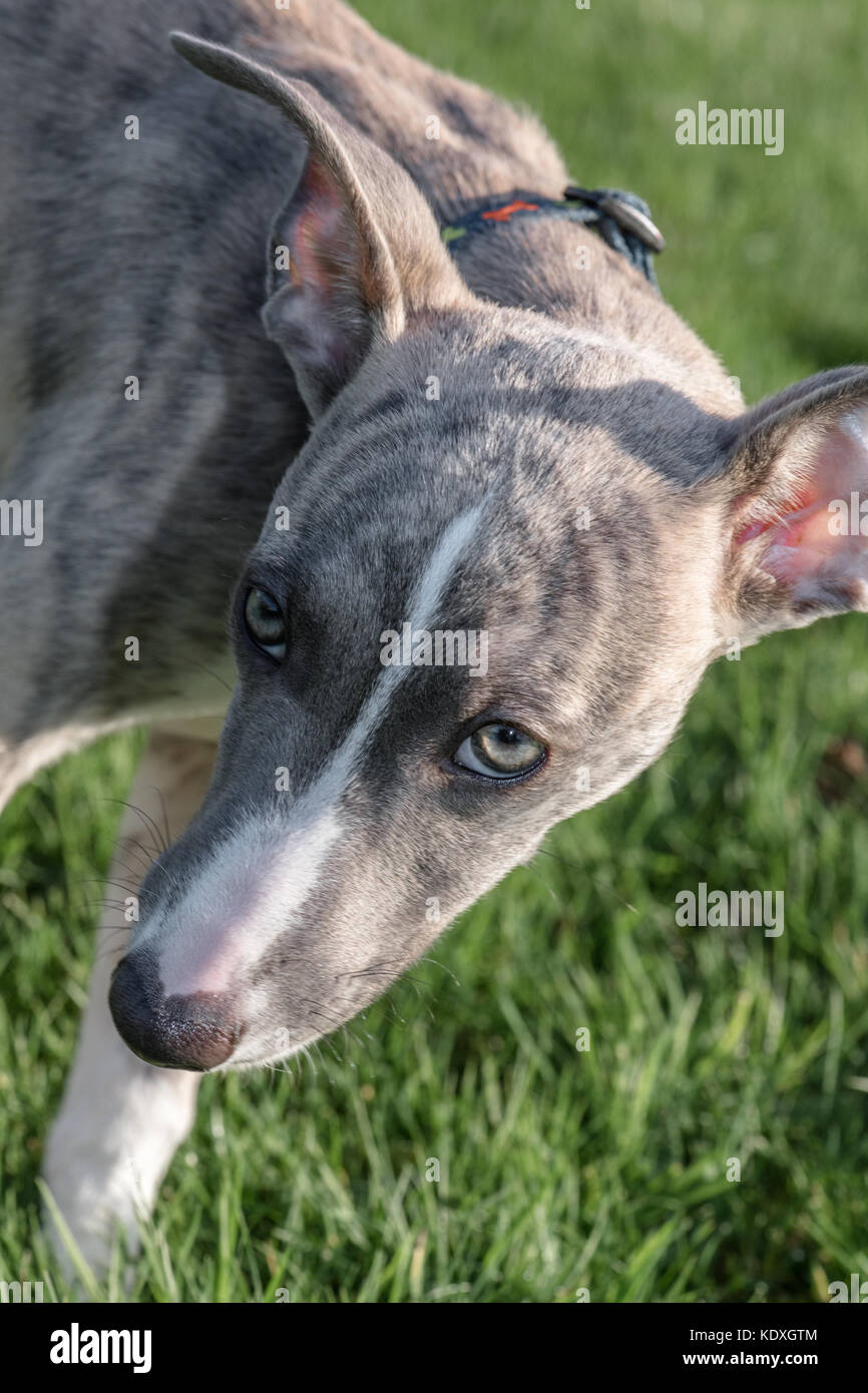 Whippet puppy Stock Photo - Alamy